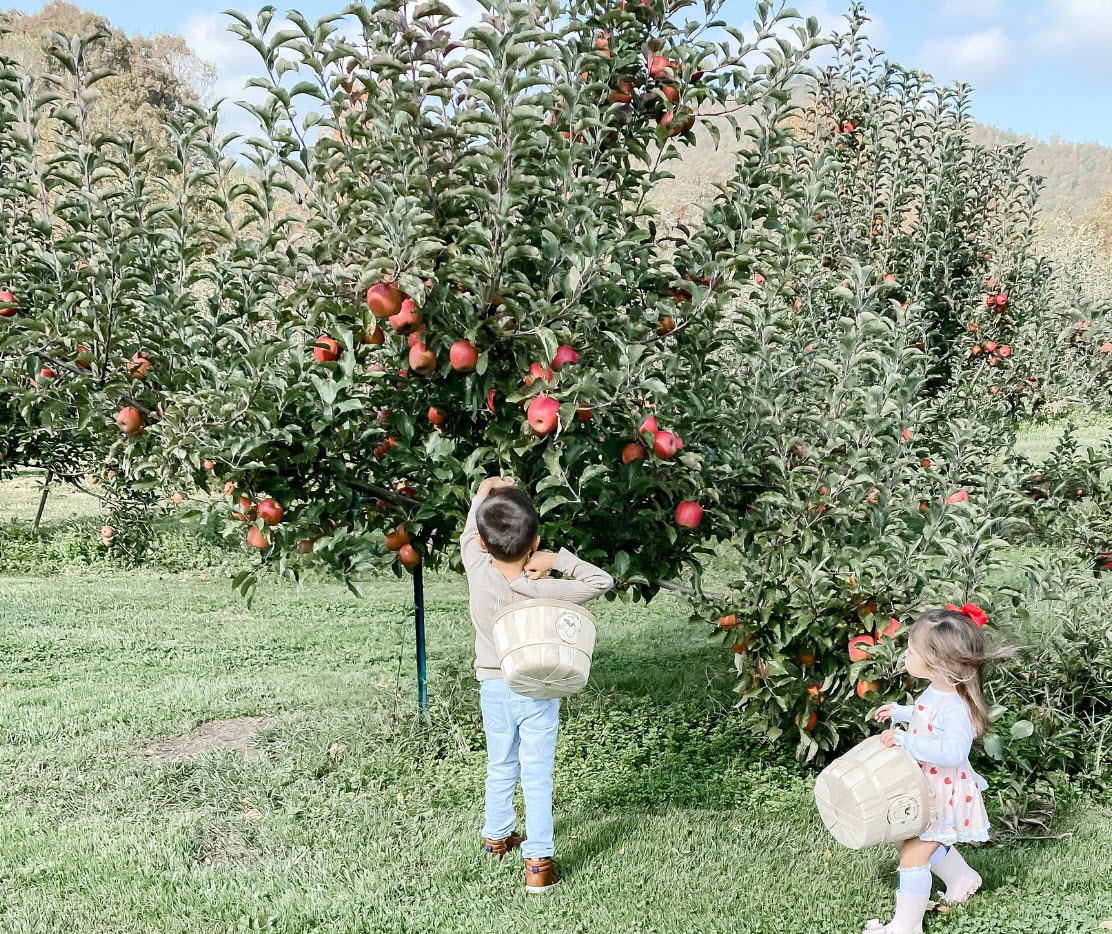 Top 32+ Background Images jeter mountain farm apple orchard hendersonville photos Sharp Top 32+ Background Images jeter mountain farm apple orchard hendersonville photos Sharp