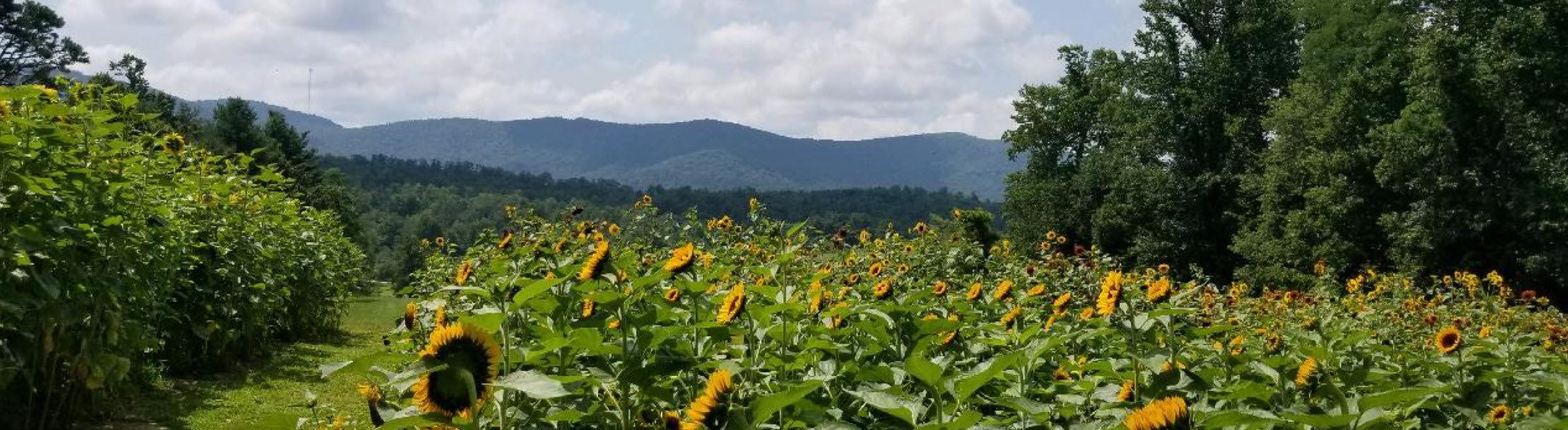 move to hendersonville nc