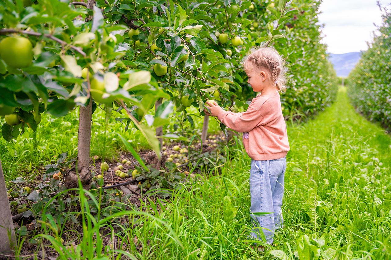 dates of apple orchard openings in hendersonville nc